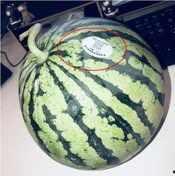 宿舍网红吃瓜,一网打尽校园热点事件